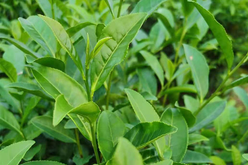 陡岭洞茶叶种植基地茶叶展示