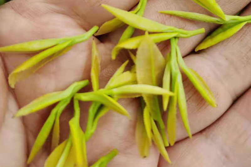 陡岭洞茶叶种植基地茶叶展示