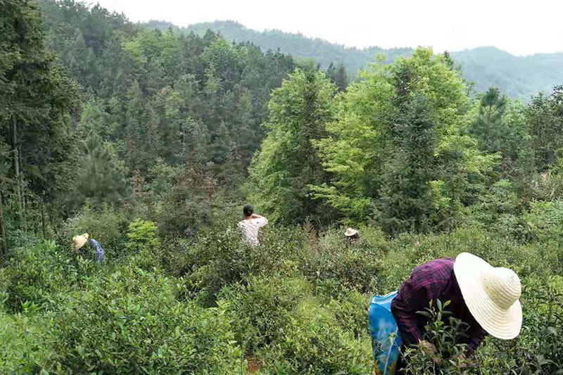 陡岭洞茶叶种植基地