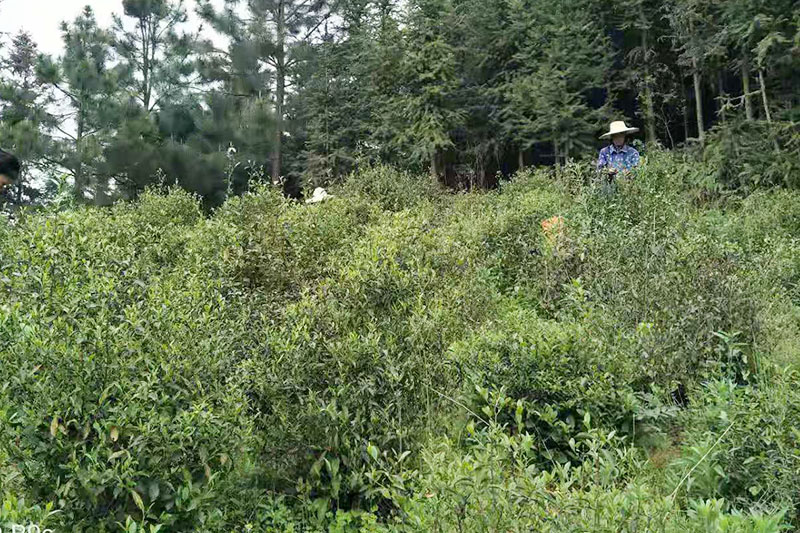 陡岭洞茶叶种植基地