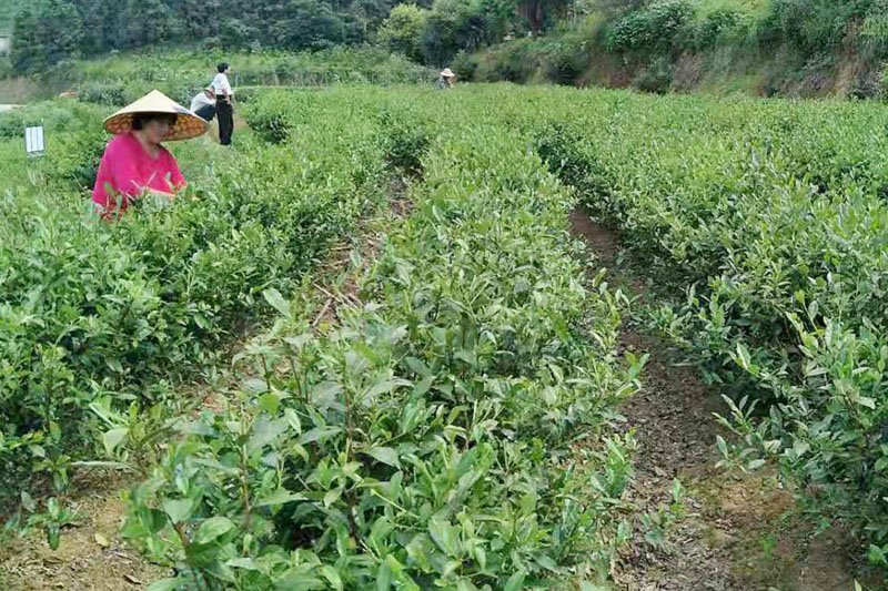 陡岭洞茶叶种植基地