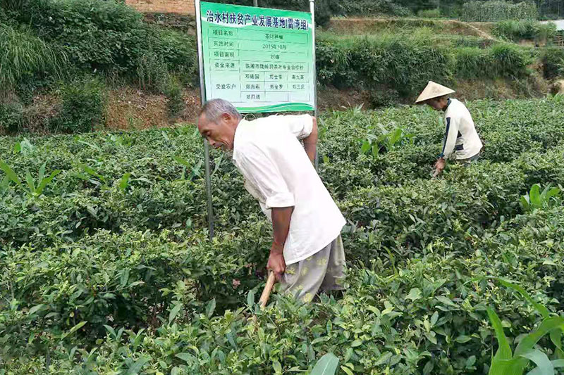 陡岭洞茶叶种植基地