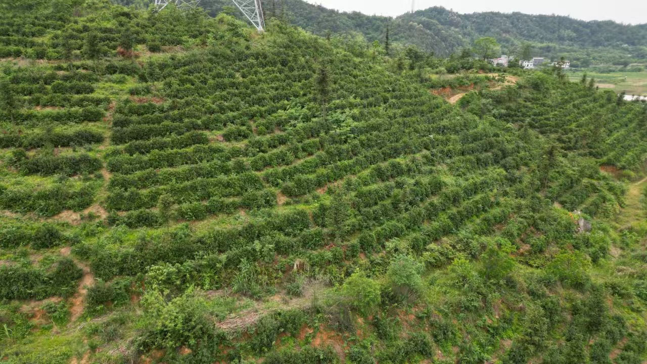 陡岭洞茶叶基地