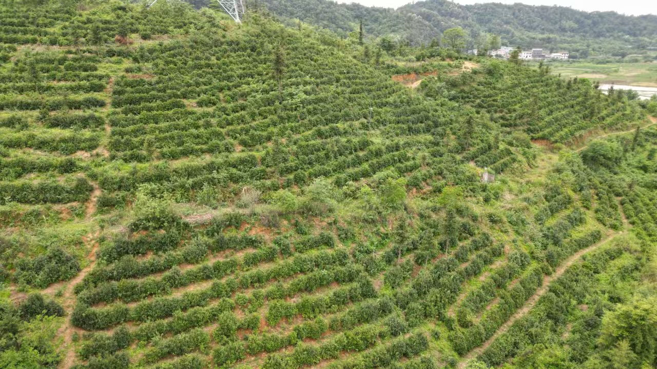 陡岭洞茶叶基地