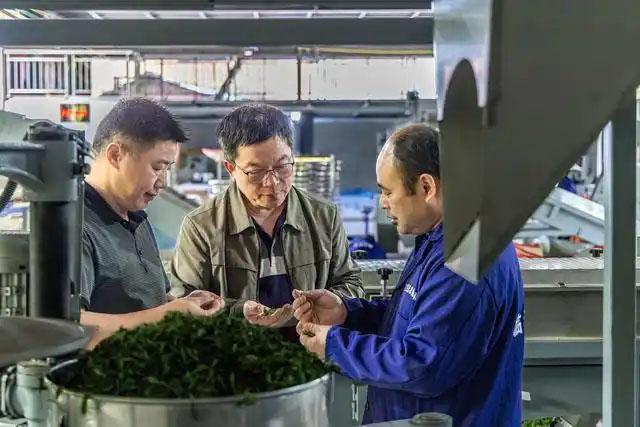 茶韵飘香采摘忙 助农扶贫促就业