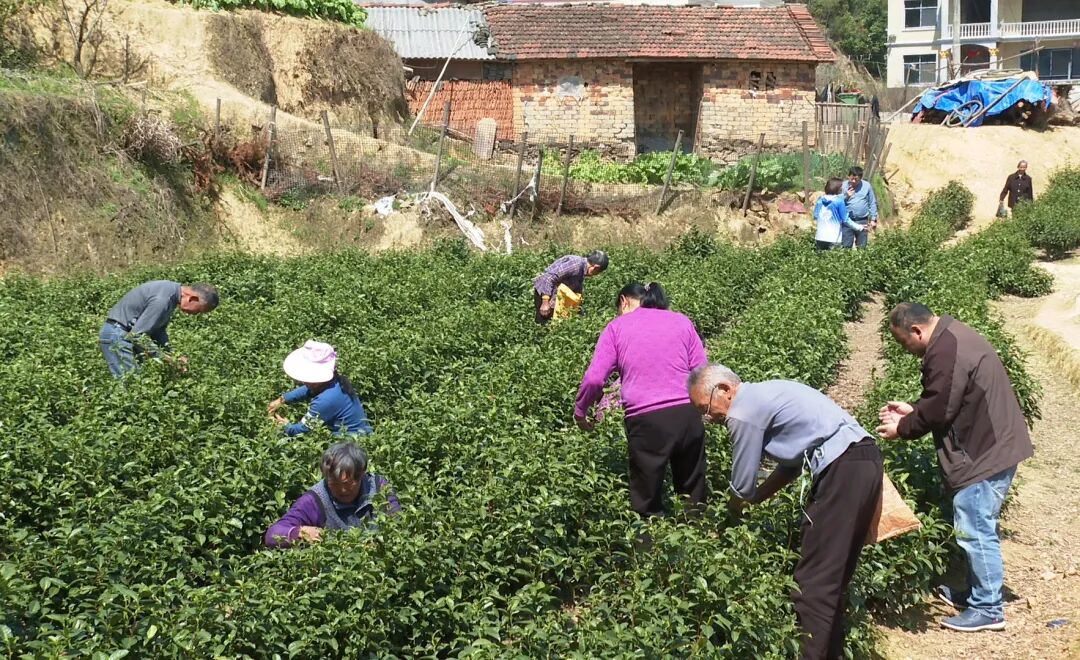 桃林镇治水村：抢抓农时 采制春茶