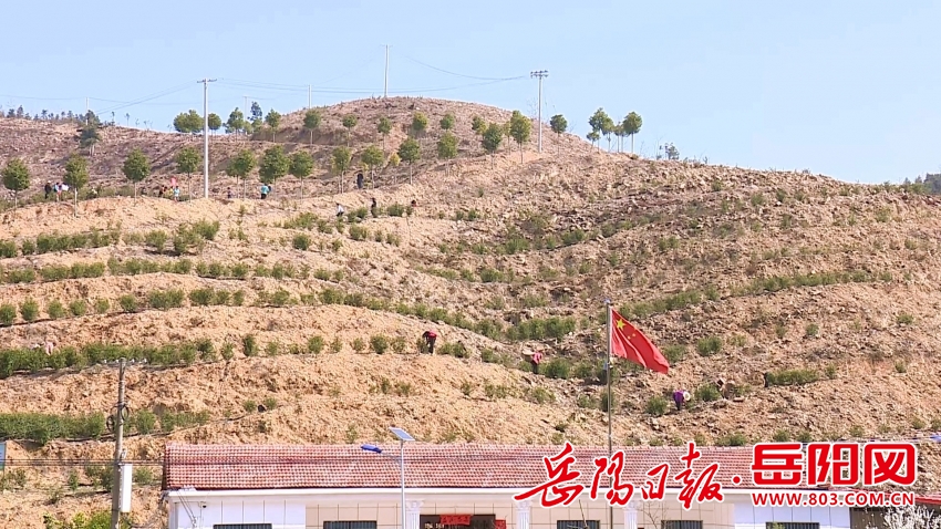 临湘市桃林镇：茶旅融合助推产业发展